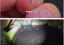 모기 유충 서식지에 미꾸라지 풀어놓으면