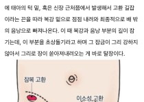 남자의 고환은 원래 턱밑에 달려있었다.jpg